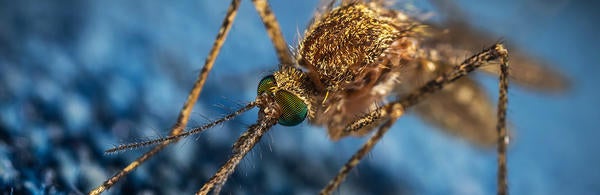 Mosquito / pixabay.com